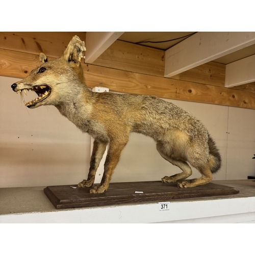 371 - An early taxidermy fox