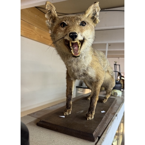 371 - An early taxidermy fox