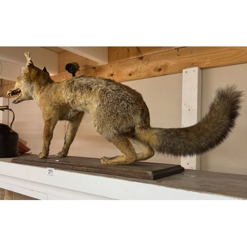 371 - An early taxidermy fox