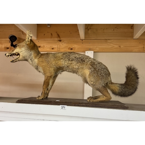 371 - An early taxidermy fox