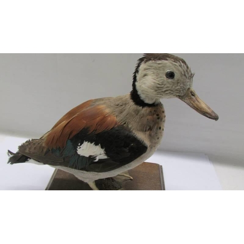 186 - Taxidermy - a small duck.