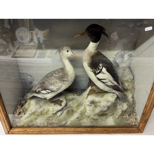 463 - A taxidermy cased pair of water birds