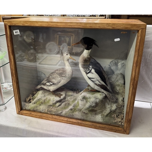 463 - A taxidermy cased pair of water birds