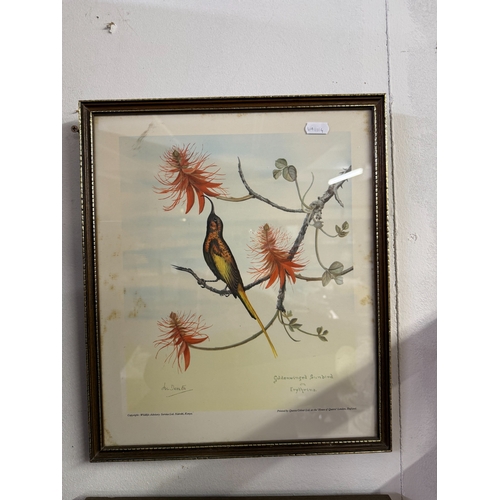 583 - 2 Vintage Kenya prints of birds and flowers