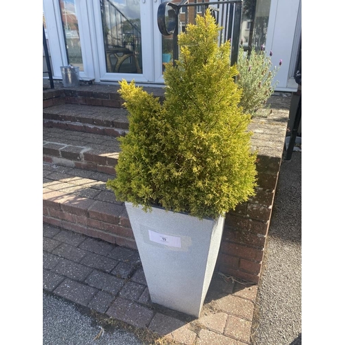 19 - Two planters with conifers.