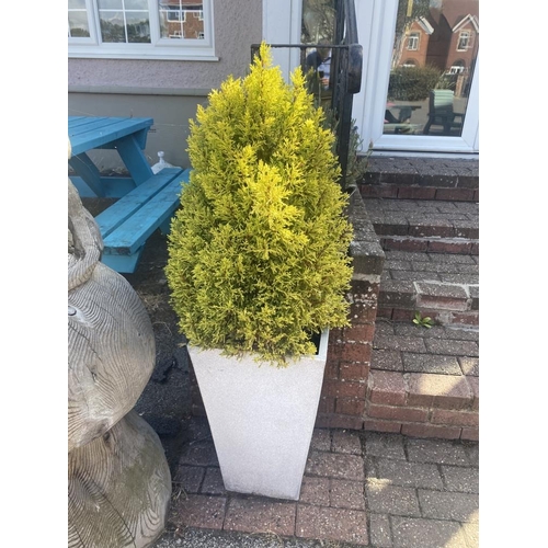 19 - Two planters with conifers.