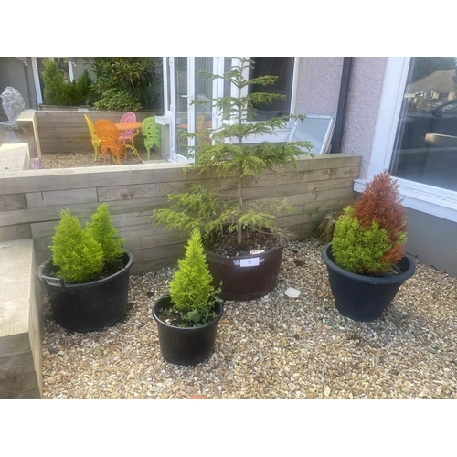 28 - Four potted conifers and a potted fir tree.