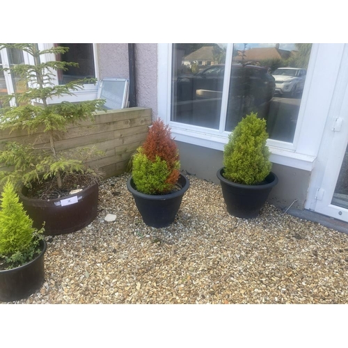 28 - Four potted conifers and a potted fir tree.