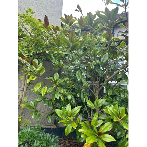 30A - A large Camellia tree/bush