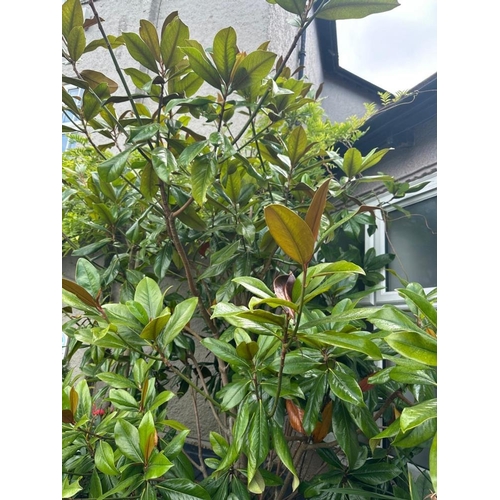 30A - A large Camellia tree/bush