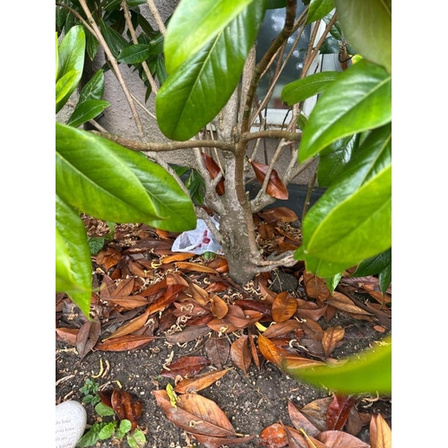 30A - A large Camellia tree/bush