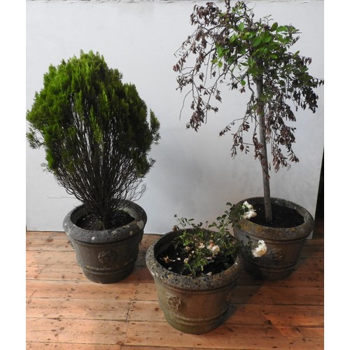 108 - THREE TUDOR ROSE DECORATED TAPERED CIRCULAR GARDEN PLANTERS, planted with roses and conifer