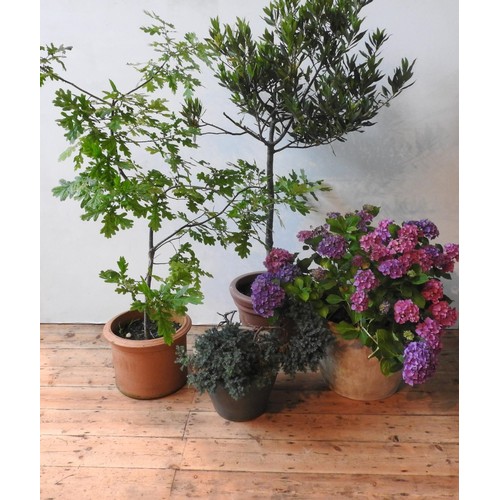 112 - TWO TERRACOTTA GARDEN PLANTERS AND GLAZED PLANTER,  planted with hydrangea, oak sapling, hebe and on... 