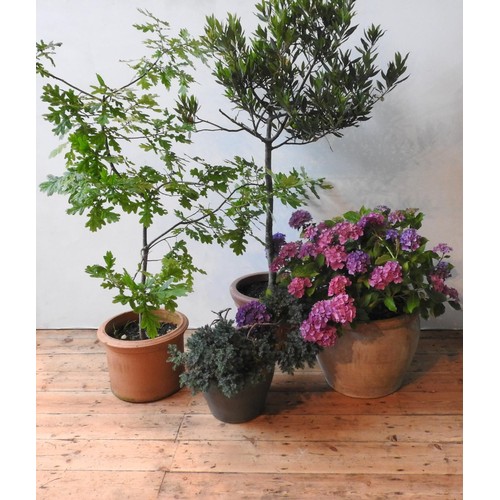 112 - TWO TERRACOTTA GARDEN PLANTERS AND GLAZED PLANTER,  planted with hydrangea, oak sapling, hebe and on... 