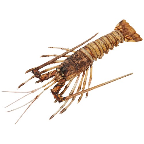 333 - FINE JAPANESE STAINED IVORY ARTICULATED CRAYFISH OKIMONO SIGNED, MEIJI PERIOD (1868-1912)realistical... 