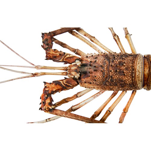 333 - FINE JAPANESE STAINED IVORY ARTICULATED CRAYFISH OKIMONO SIGNED, MEIJI PERIOD (1868-1912)realistical... 