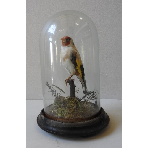 321 - FOUR 19TH CENTURY TAXIDERMY FINCHES IN ORIGINAL GLASS DOMES, 23 cm high and similarProvenance : From... 