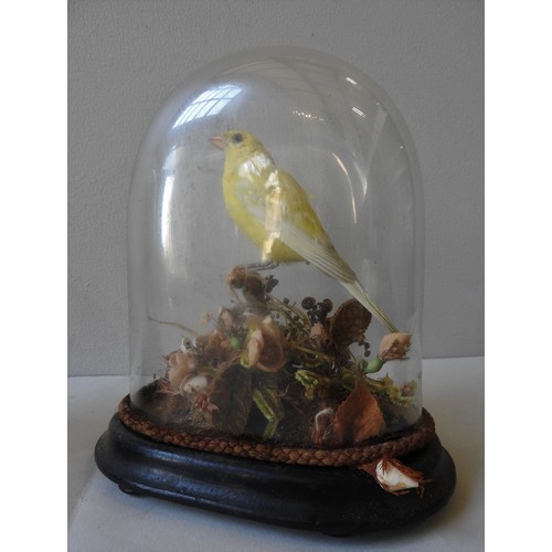 321 - FOUR 19TH CENTURY TAXIDERMY FINCHES IN ORIGINAL GLASS DOMES, 23 cm high and similarProvenance : From... 