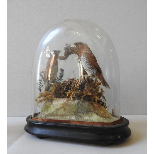 321 - FOUR 19TH CENTURY TAXIDERMY FINCHES IN ORIGINAL GLASS DOMES, 23 cm high and similarProvenance : From... 