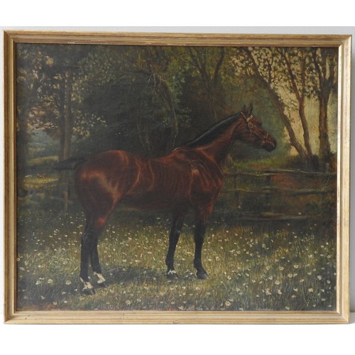 229 - P HASELL, A CHESTNUT HORSE IN A WILDFLOWER MEADOW, oil on canvas, signed and dated '97, 49 x 60 cm.P... 