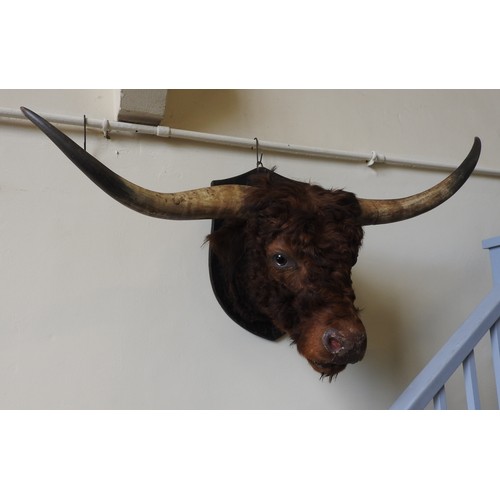 322 - A LARGE TAXIDERMY BULL'S HEAD, on a wooden wall mount, width between horns 140 cm