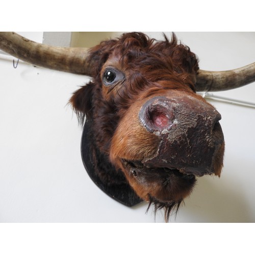 322 - A LARGE TAXIDERMY BULL'S HEAD, on a wooden wall mount, width between horns 140 cm