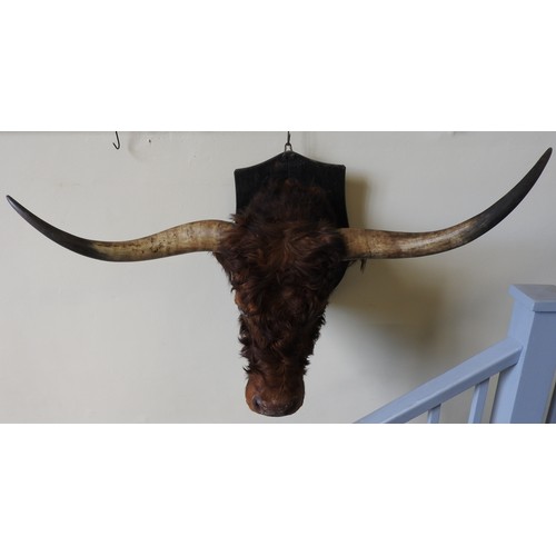 322 - A LARGE TAXIDERMY BULL'S HEAD, on a wooden wall mount, width between horns 140 cm