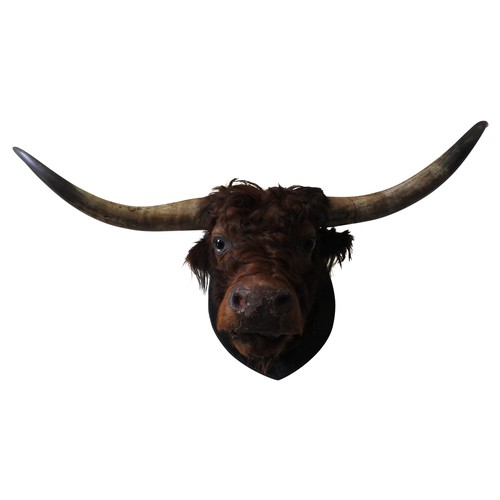 322 - A LARGE TAXIDERMY BULL'S HEAD, on a wooden wall mount, width between horns 140 cm