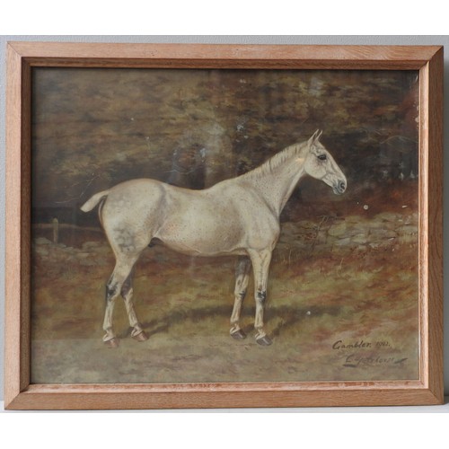 553 - C. GATEHOUSE, (1866-1952) OIL ON CANVAS OF 'GAMBLER' DAPPLED WHITE HORSEProvenance : From the Eleano... 