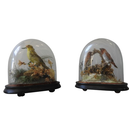 321 - FOUR 19TH CENTURY TAXIDERMY FINCHES IN ORIGINAL GLASS DOMES, 23 cm high and similarProvenance : From... 