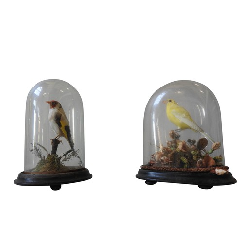 321 - FOUR 19TH CENTURY TAXIDERMY FINCHES IN ORIGINAL GLASS DOMES, 23 cm high and similarProvenance : From... 