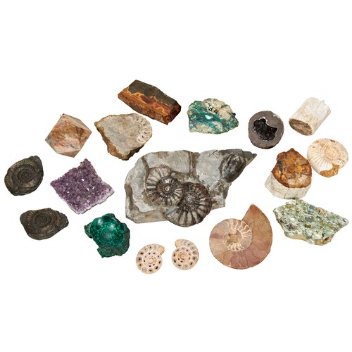 132 - A COLLECTION OF FOSSILS AND MINERAL SAMPLES including a prepared matrix with two ammonites and a mol... 