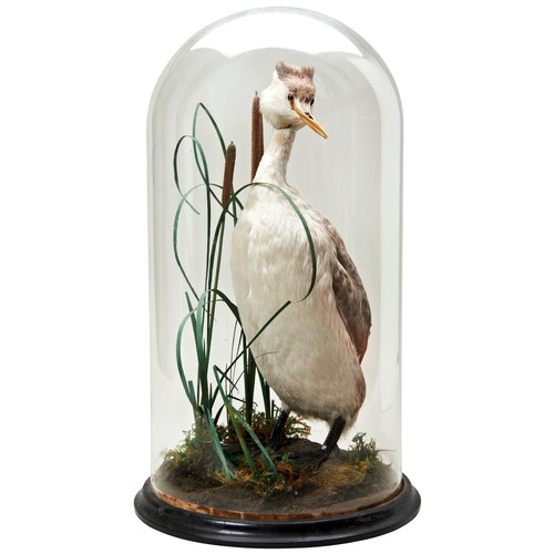 376 - A TAXIDERMY GREAT CRESTED GREBE in a circular glass dome, c1900.47 cms highPROVENANCE: The David Sta... 