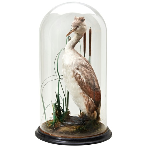 376 - A TAXIDERMY GREAT CRESTED GREBE in a circular glass dome, c1900.47 cms highPROVENANCE: The David Sta... 