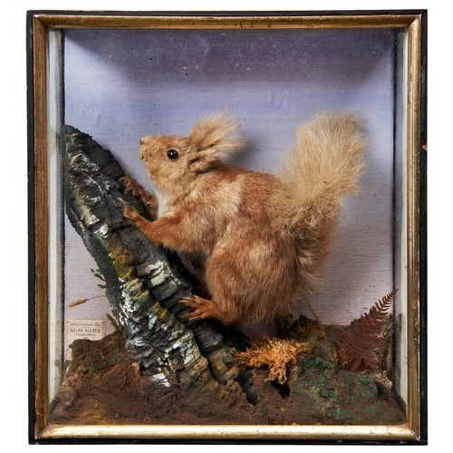 375 - A VICTORIAN TAXIDERMY RED SQUIRREL on a naturalistic base and in a three-sided glass case with a lab... 