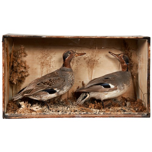 380 - A TAXIDERMY PAIR OF TEAL DUCKS in a glass fronted case, late 19th century.27 x 49 x 14 cmsPROVENANCE... 