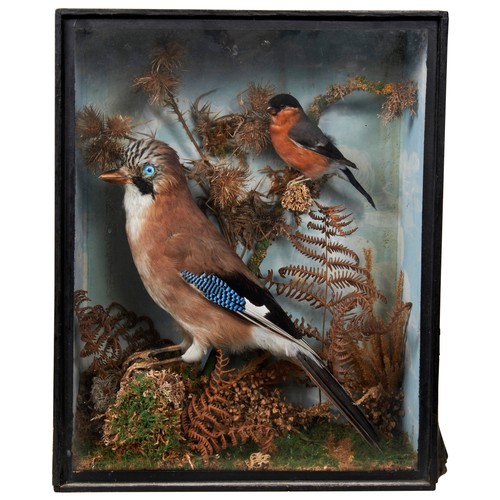 378 - A TAXIDERMY JAY AND A BULLFINCH in a glass fronted case, early 20th century and a juvenile Moorhen?,... 