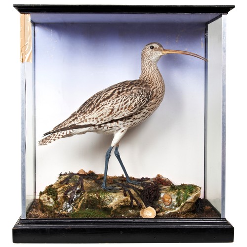 379 - A TAXIDERMY CURLEW in a glass fronted case, early 20th century.54 x 50 x 22 cmsPROVENANCE: The David... 