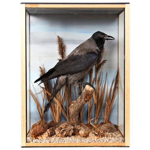 381 - A TAXIDERMY HOODED CROW in a glass fronted case, 20th century. 55 x 42 x 22 cmsPROVENANCE: The David... 