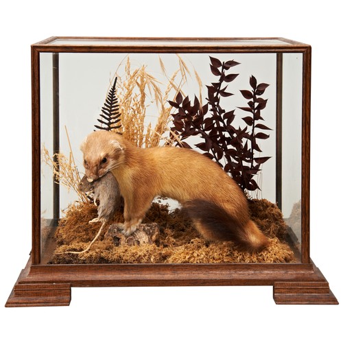 372 - A TAXIDERMY WEASEL with a mouse in its jaws in a naturalistically decorated table-top case. 29 x 31 ... 