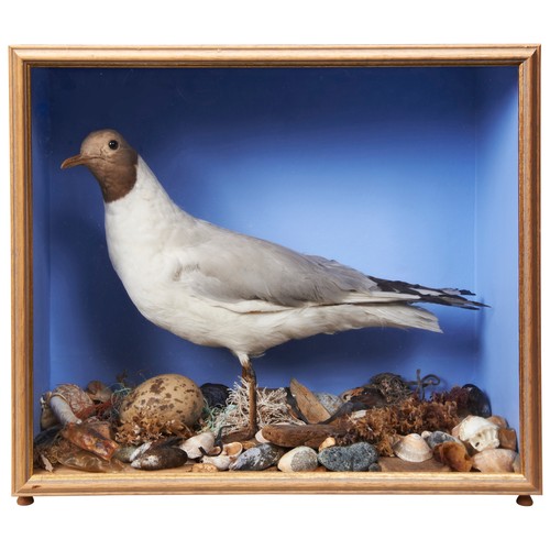 373 - A TAXIDERMY BLACK HEADED GULL, 19th century in a glass-fronted refurbished case.34 x 39 x 20 cmsPROV... 