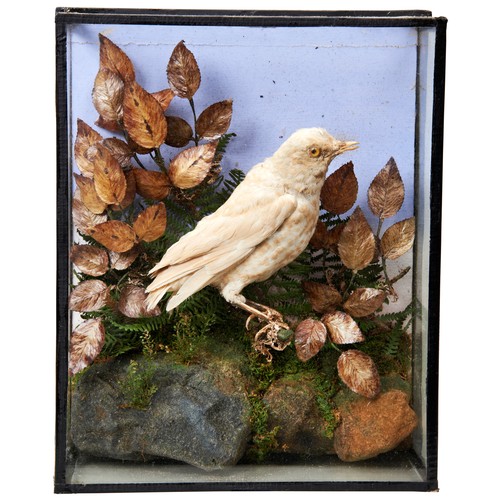 374 - A VICTORIAN TAXIDERMY THRUSH with ‘white’ plumage but not mounted with pink glass eyes, in a wall-mo... 