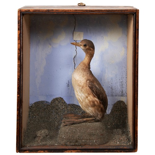 378 - A TAXIDERMY JAY AND A BULLFINCH in a glass fronted case, early 20th century and a juvenile Moorhen?,... 