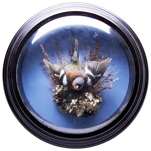 371 - A TAXIDERMY CHAFFINCH mounted in a circular domed case with compliance label verso.38 cms diam.PROVE... 