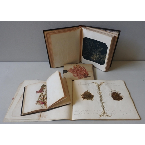 482 - THREE VICTORIAN ALBUMS CONTAINING EXQUISITELY ANNOTATED SPECIMENS OF SEAWEEDS AND MOSSES with explan... 