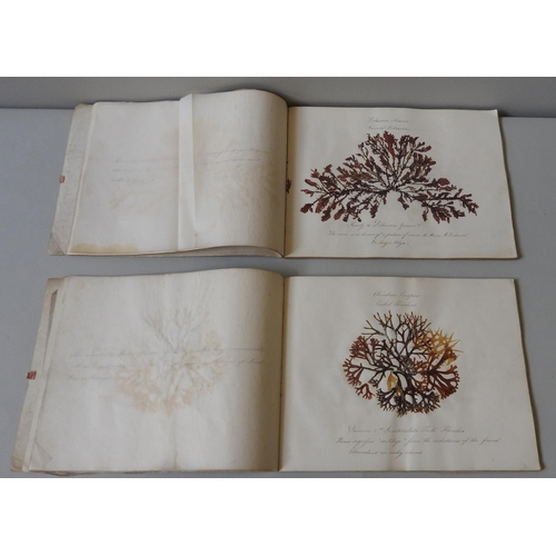 482 - THREE VICTORIAN ALBUMS CONTAINING EXQUISITELY ANNOTATED SPECIMENS OF SEAWEEDS AND MOSSES with explan... 