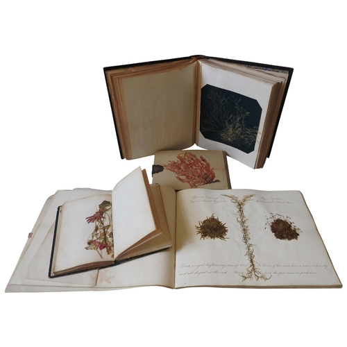 482 - THREE VICTORIAN ALBUMS CONTAINING EXQUISITELY ANNOTATED SPECIMENS OF SEAWEEDS AND MOSSES with explan... 