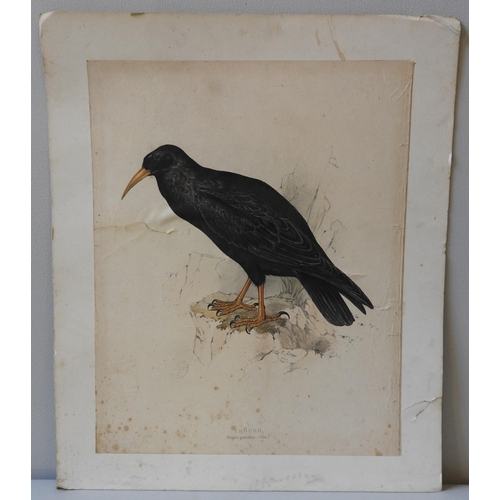 279 - EDWARD LEAR (1812-1888) 'CHOUGH' HAND COLOURED LITHOGRAPH, 48 x 38 cm