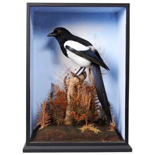 192 - A TAXIDERMY MAGPIE in a glass fronted case.                  53 x 36 x 19 cmsPROVENANCE: The David S... 