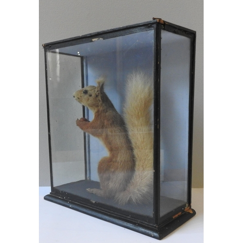 191 - A 19TH CENTURY TAXIDERMY RED SQUIRREL, standing on hind legs holding a nut ,in a glass case, the cas... 